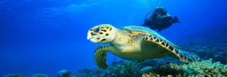 Baptemes de plongée en Guadeloupe avec les tortues sous marines
