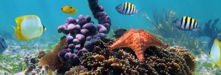 explorer les fonds sous marin de la reserve cousteau à bouillante